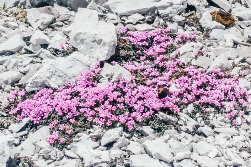 Schesaplana (33) Vegetation im Rätikon