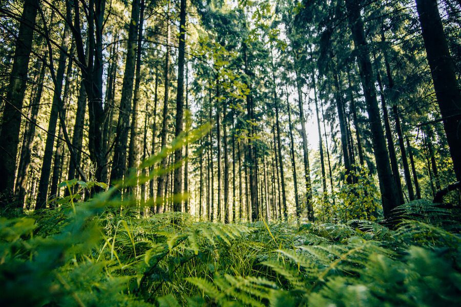 Waldbaden-Weserberglandweg Der Duft der Bäume