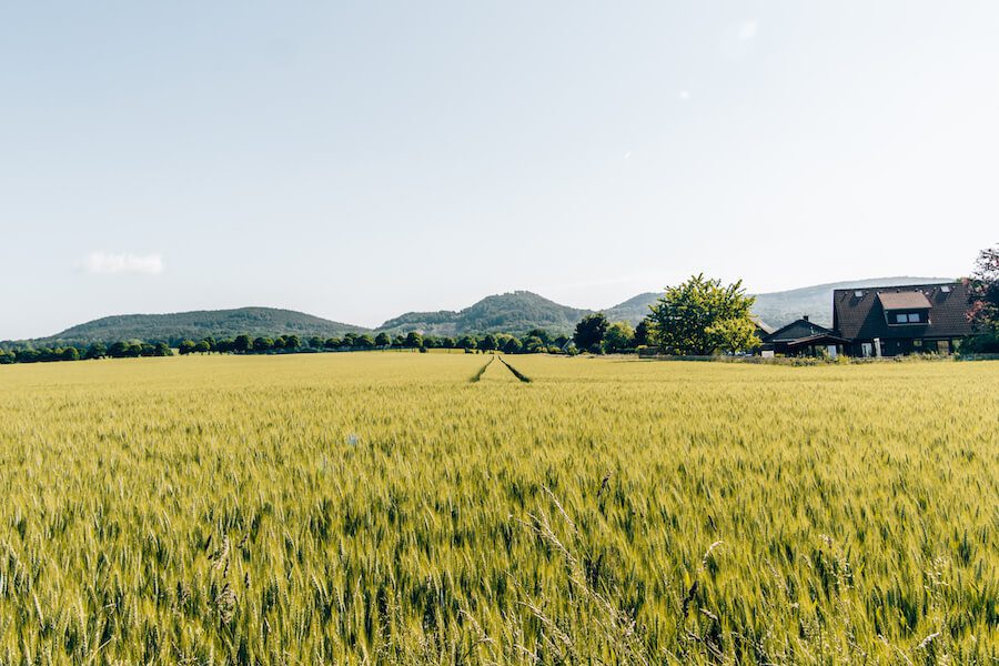 Wandern-Weserbergland-Weg Weizenfelder bei Stadtoldendorf