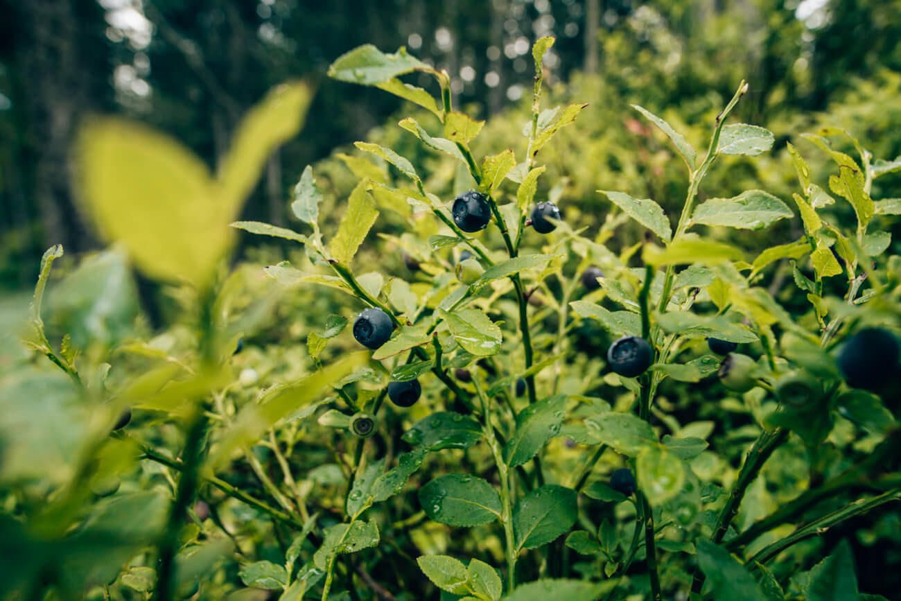 Blaubeeren Piller Moor