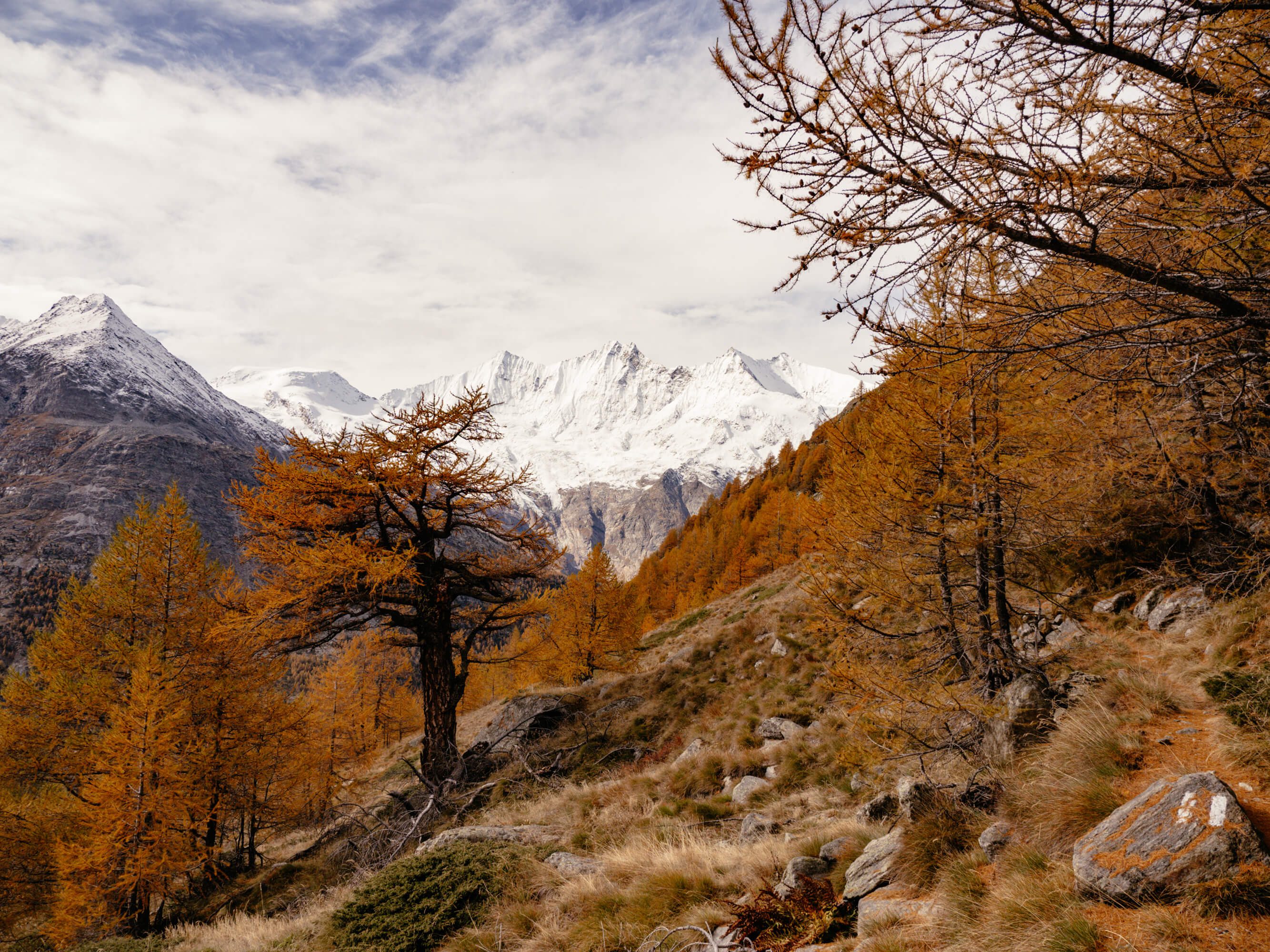 2024-10-Saas-Fee-Amigaller-Höhenweg-Abenteuermomente-60 Ausblick zwischen Lärchen und schneebedeckten Gipfeln