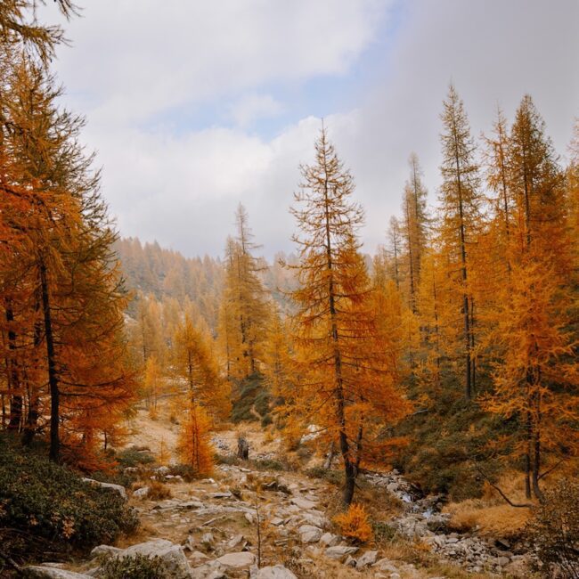 Herbstwandern in der Schweiz