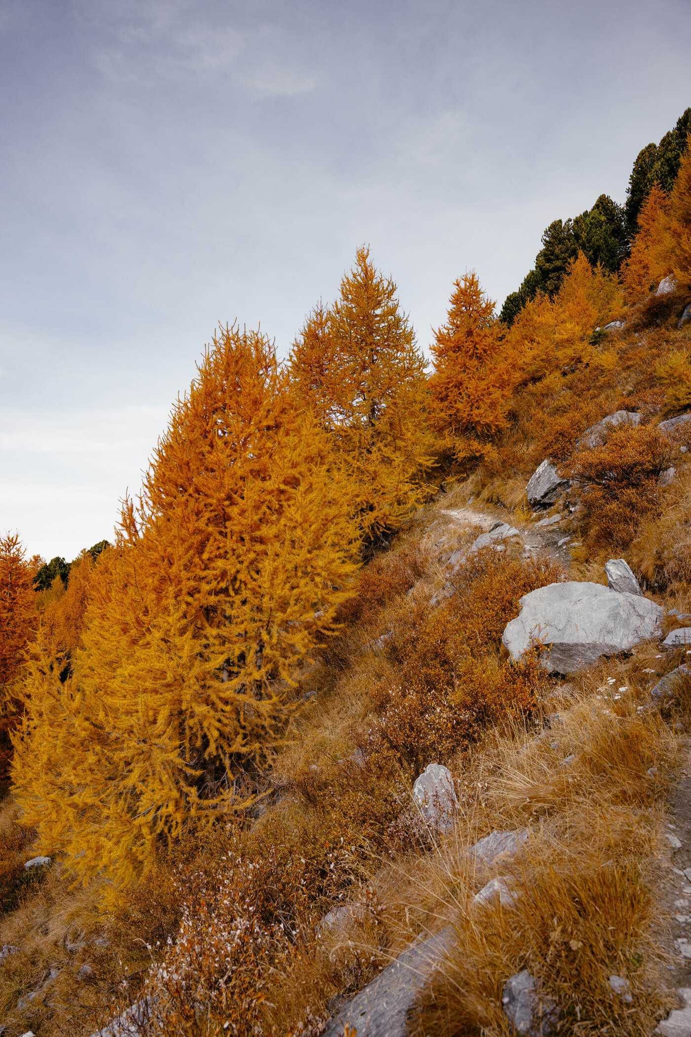 Cret du Midi Lärchen Bunte Lärchen Wanderung