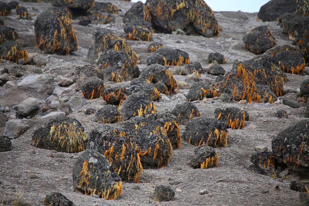 Lava Landschaft auf dem Kilimanjaro