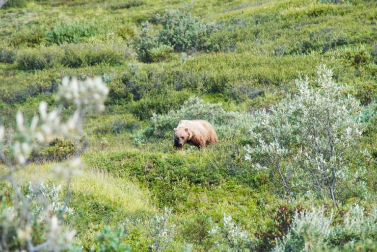 Grizzly im Denali Nationalpark