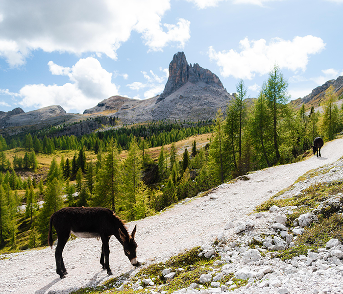 Dolomiten Dolomiten
