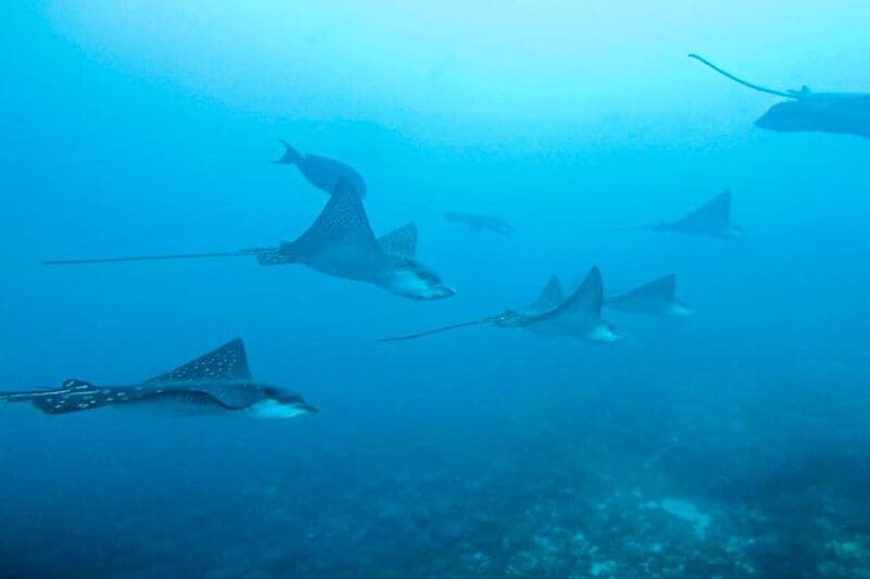 Galapagos-Rochen Rochen Galapagos
