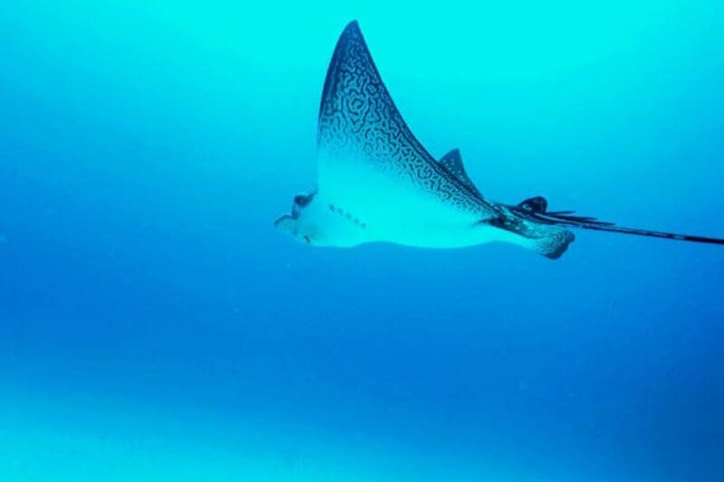 Galapagos-Tauchen Rochen Galapagos