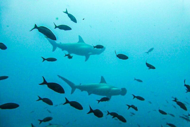 Galapagos-hammerhai Hammerhaie Galapagos