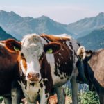Kühe in Österreich