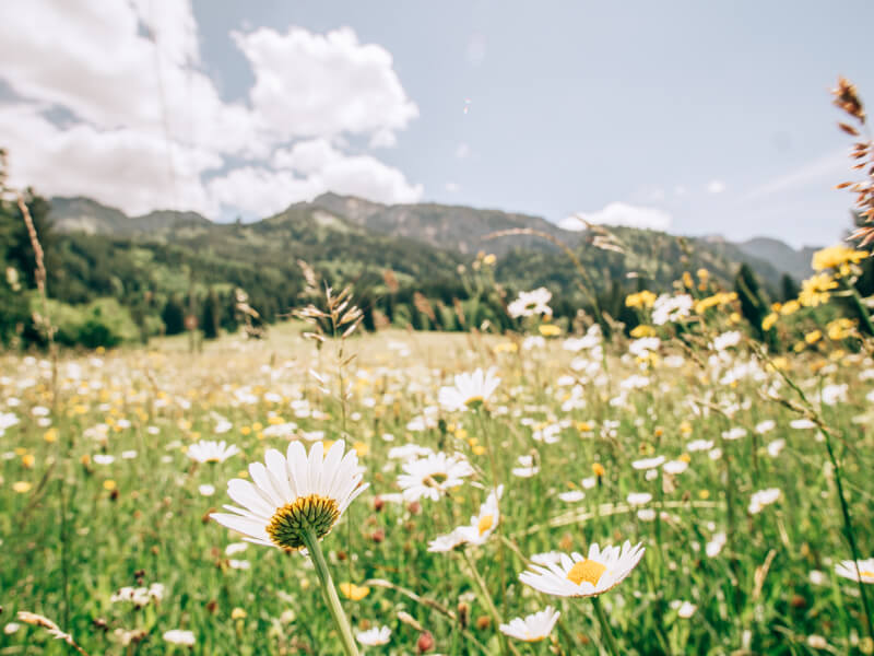 Urlaub im Allgäu