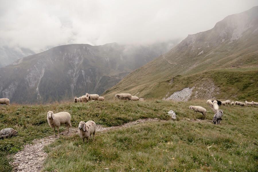 Schafe auf dem Weg von der Grüblspitze zur Stoankasern