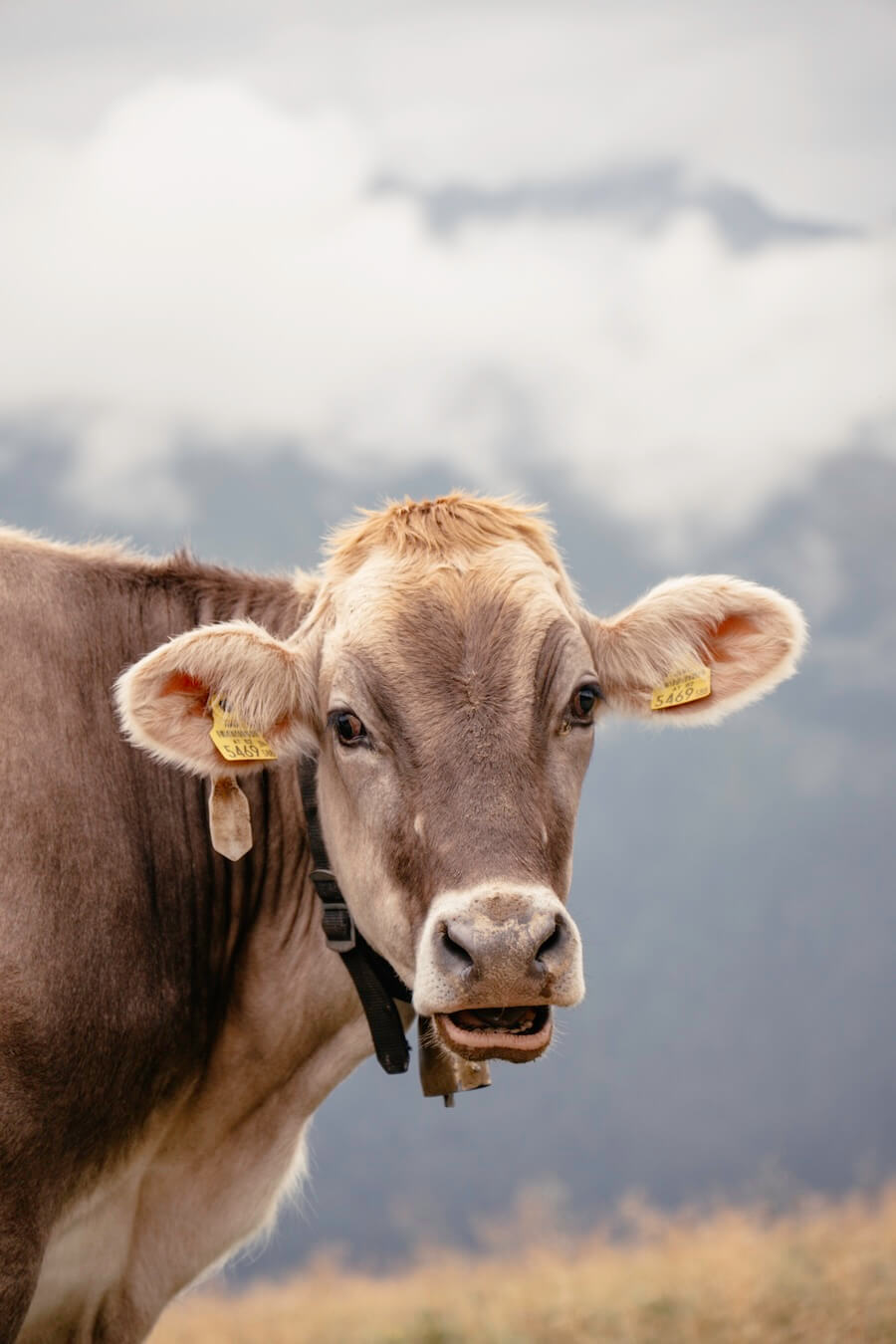 Kuh auf der Alpe