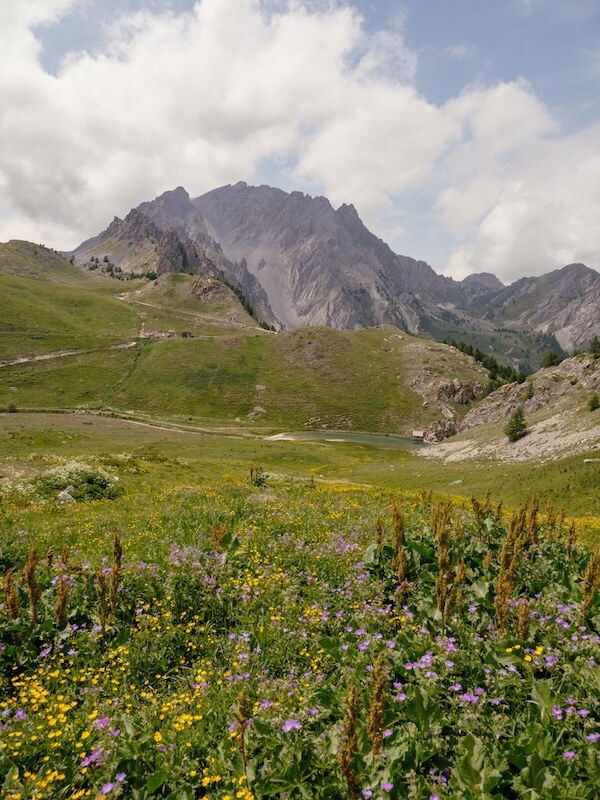 2025-06-18-Maira-Etappe2-Mt-Gardetta177 (1) Wiesen voller Sommerduft