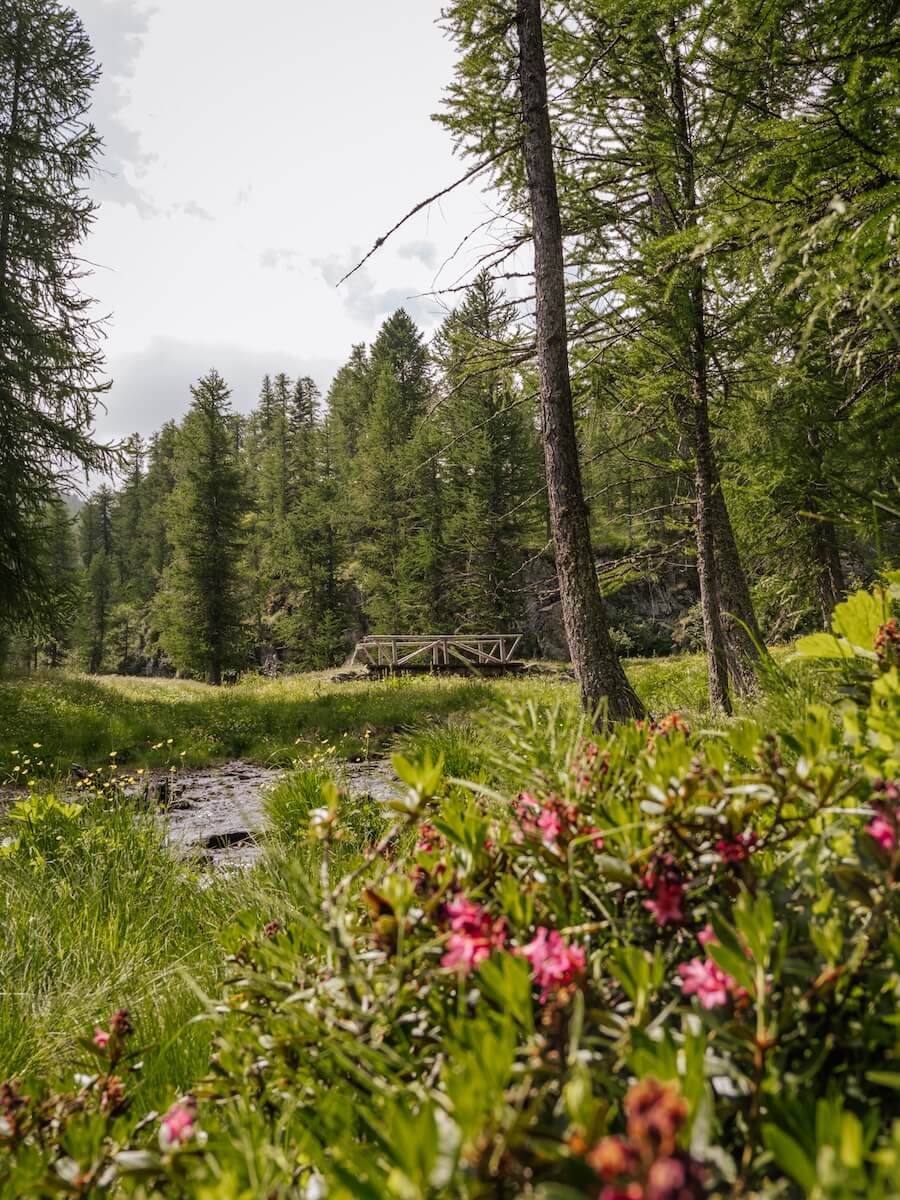 2025-06-18-Maira-Etappe2-Mt-Gardetta31 Zwischen blühenden Wiesen