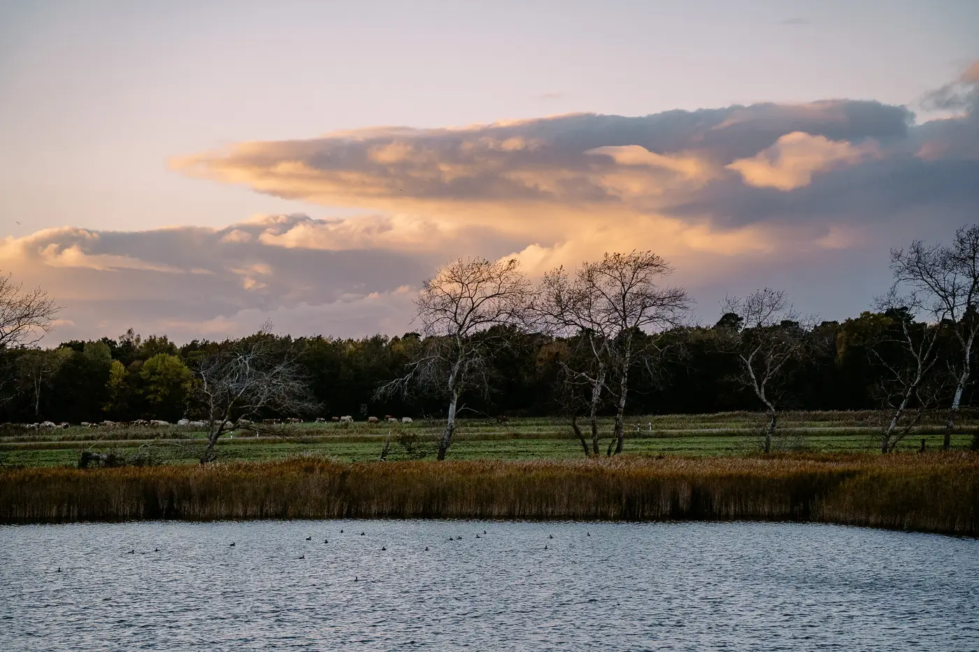 2025-10-30-Zingst-Boddenlandschaft7 Sonnenuntergang über der Boddenlandschaft