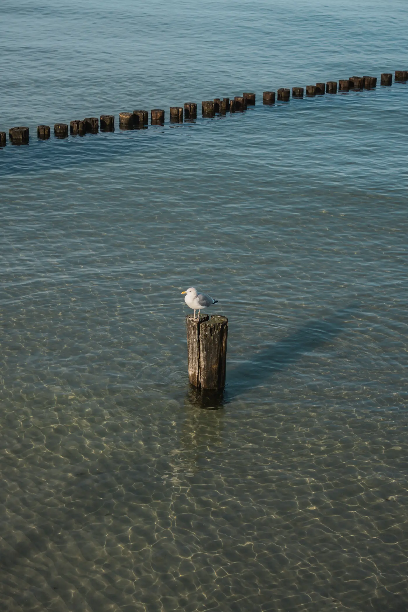 2025-10-30-Zingst-Herbst14 Möwe im Wasser