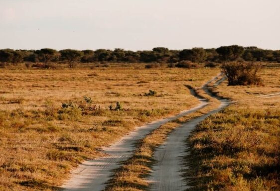 Botswana-Khama-Nationalpark-Safari Safari-Landschaft im Khama Rhino Sanctuary in Botswana.