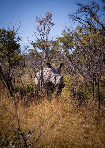 Rhino Tracking im Matobo National Park. Nashorn im Matobo Nationalpark
