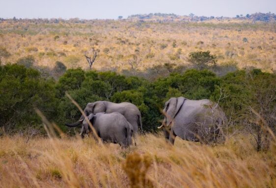 Südafrika-Kruger-Nationalpark-Safari1 Afrikanische Elefanten im Krüger Nationalpark.
